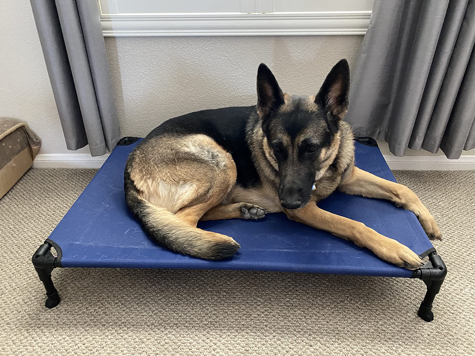 How to Choose the Perfect Bed for Your Dog: 7 Types Explained