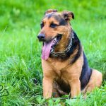 A Joint Care Guide for Dogs 8 and Up