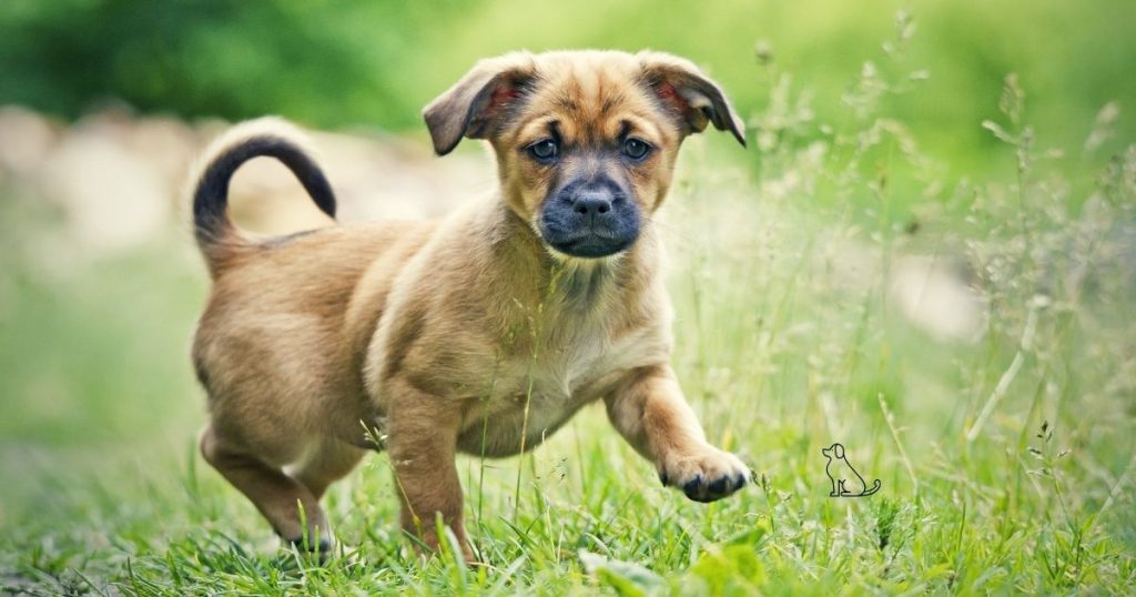 The Paradox of Size Joint Vulnerability in Small Breeds