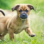 The Paradox of Size Joint Vulnerability in Small Breeds