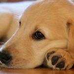 Understanding Joint Risks in Large Breeds
