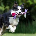 Why Ages 4–8 Decide Your Dog's Next Decade