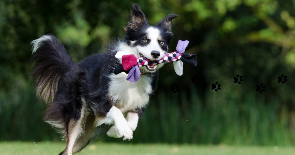 Why Ages 4–8 Decide Your Dog's Next Decade