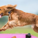 how-to-protect-your-dogs-joints