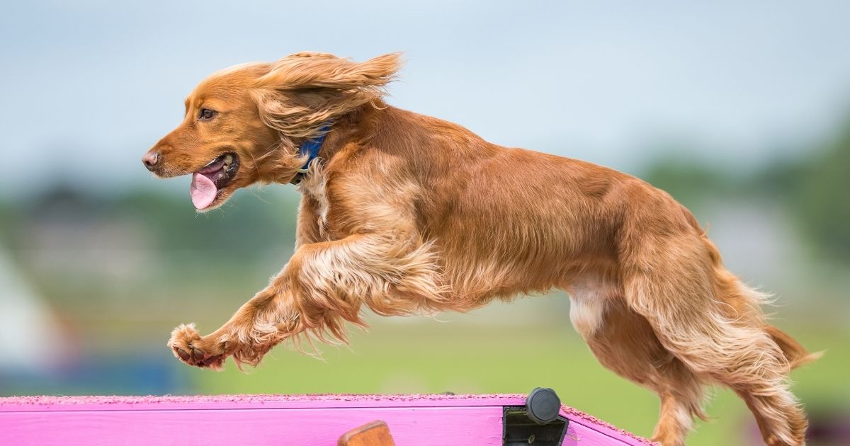 how-to-protect-your-dogs-joints