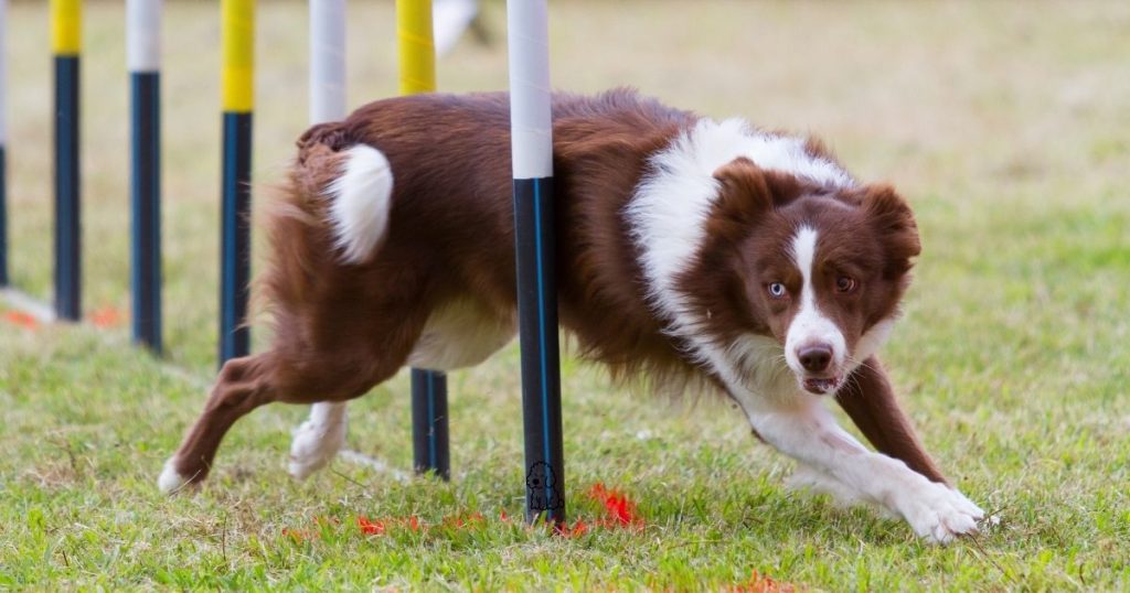 the-show-ring-paradox-joint-health-for-conformation-show-dogs