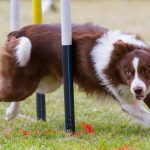 the-show-ring-paradox-joint-health-for-conformation-show-dogs