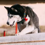pet health