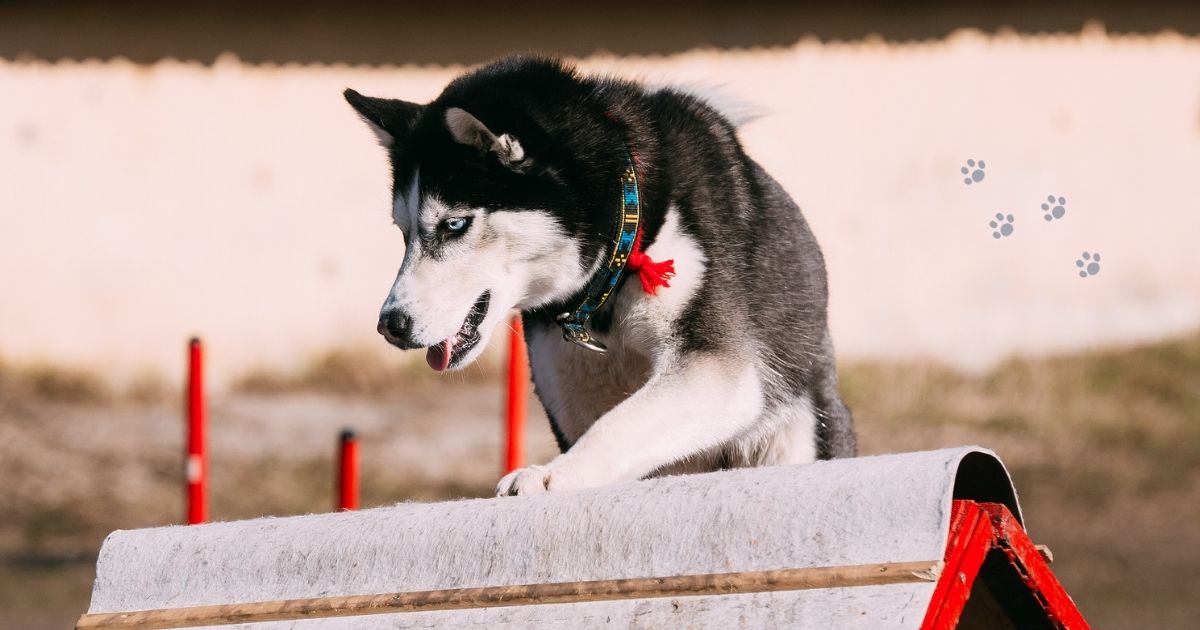 pet health