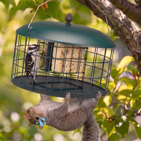 Veehoo Double Compartment Suet Feeder with Wider Platform Green New Arrivals image6